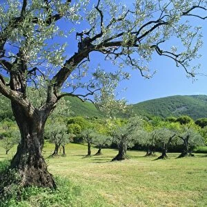 Olive trees in a grove in the Nyons District in the Drome Region of France, Europe