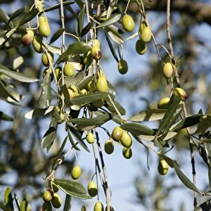Olives, San Gimignano, Tuscany, Italy, Europe