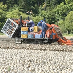 Onion harvest in Furano valley, central Hokkaido, Japan, Asia