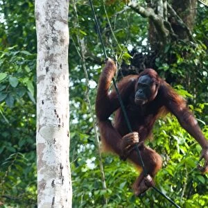 Orang-Utan (Pongo pygmaeus), Semenggoh Nature Reserve, Sarawak, Malaysian Borneo, Malaysia, Southeast Asia, Asia