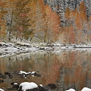 Orange aspens in the fall with snow at a lake, Grand Mesa National Forest, Colorado, United States of America, North America