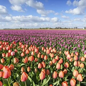 Orange and pink tulips in a field, Yersekendam, Zeeland province, Netherlands, Europe