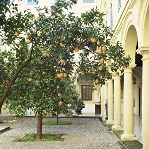 Orange tree in courtyard