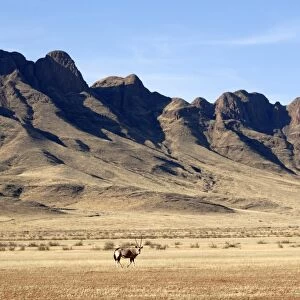 Oryx, Naukluft National Park, Namibia, Africa