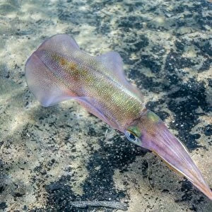 Oval squid (Sepioteuthis lessoniana), Honolua Bay, West Maui, Hawaii, United States of America, Pacific