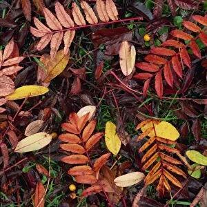 Overhead view of fallen rowan leaves in autumn (fall) colours, red and gold