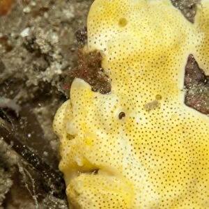 Painted frogfish (Antennarius pictus), Sulawesi, Indonesia, Southeast Asia, Asia