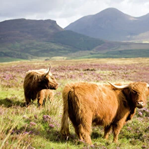 Pair of Highland cows grazing among heather near Drinan, on road to Elgol