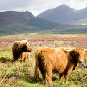 Pair of Highland cows grazing among heather near Drinan, on road to Elgol