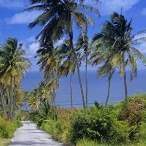 Palm lined road to Bathsheba, Barbados, West Indies, Caribbean, Central America