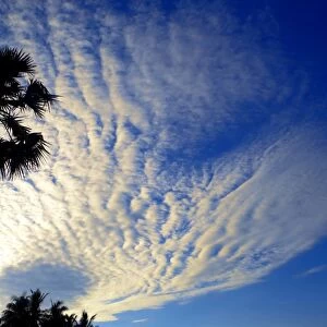 Palm tree and cloudy sky, Bali, Indonesia, Southeast Asia, Asia
