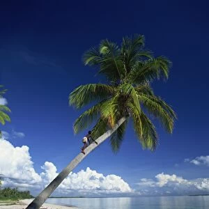 Palm tree and tropical beach, blue sky and distant white clouds on the coast of Tanzania