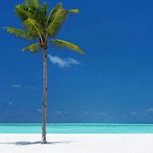 Palm tree and tropical beach, The Maldives, Indian Ocean, Asia