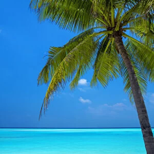 Palm tree and tropical beach, The Maldives, Indian Ocean, Asia