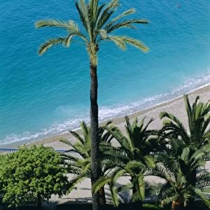 Palm trees and Baie des Anges, Nice, Cote d Azur, Alpes-Maritimes, Provence