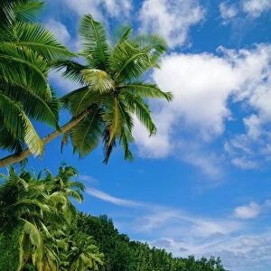 Palm trees and beach