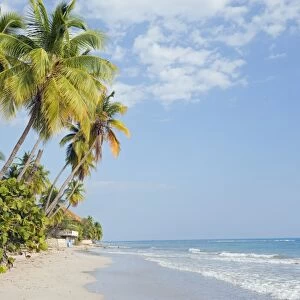 Palm trees on beach, Jacmel, Haiti, West Indies, Caribbean, Central America