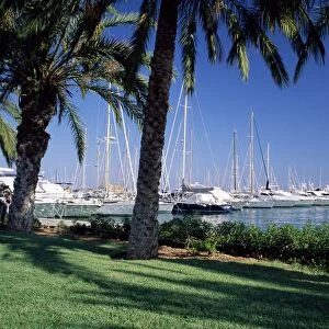 Palm trees and harbour