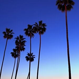 Palm trees, La Jolla Shores Beach, La Jolla, San Diego, California, United States of America