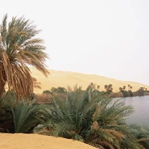Palm trees and lake
