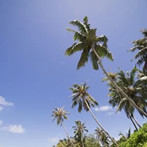 Palm trees lean over white sand, under a blue sky, on Bandos Island in The Maldives