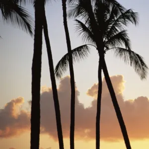 Palm trees silhouetted against clouds and sunset