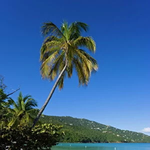 Palms and beach at Magens Bay, the most famous beach on St. Thomas, St