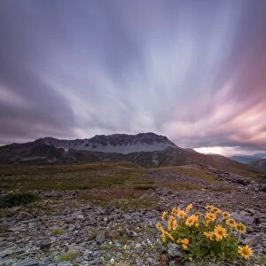 Panorama of pink clouds at dawn on Piz Umbrail framed by flowers, Braulio Valley