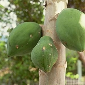 Papaya fruit on tree, Bohol, Philippines, Southeast Asia, Asia