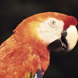 Parrot, Aruba, West Indies, Dutch Caribbean, Central America