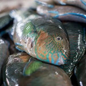 Parrotfish (Scaridae) an important herbivore in the coral reef ecosystem, for sale in Kudat fish market, Sabah, Malaysian Borneo, Malaysia, Southeast Asia, Asia