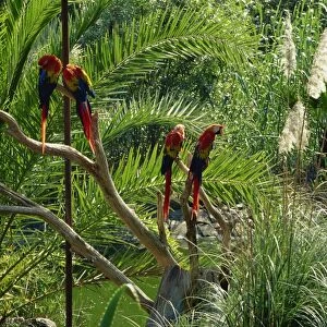 Parrots in Palmitos Park, Maspalomas, Gran Canaria, Canary Islands, Spain