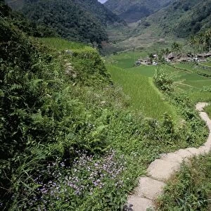 Path through fields leading to the Ifugao village of Banga-An