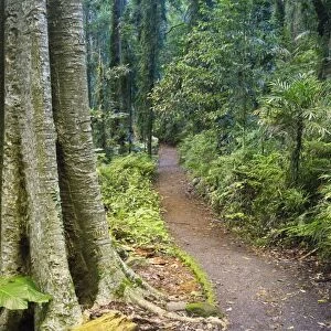 Path through rainforest, Dorrigo National Park, UNESCO World Heritage Site