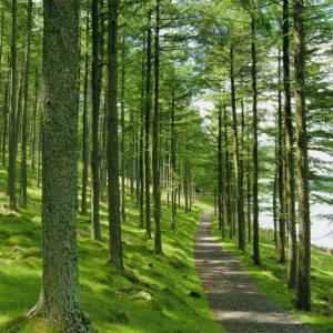 Path and sunlight through pine trees, Burtness Wood, near Buttermere, Lake District National Park