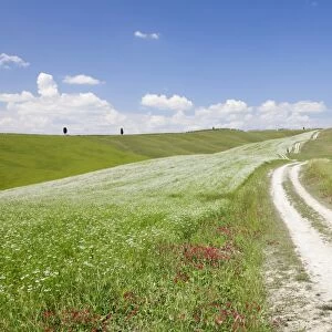 Path through Tuscan landscape. near San Quirico, Val d Orcia (Orcia Valley), UNESCO