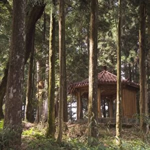 Pavilion in cedar forest