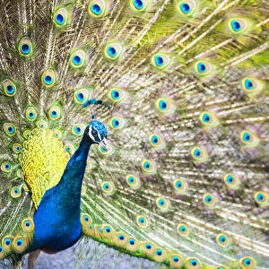 Peacock, Dartmoor, Devon, England, United Kingdom, Europe