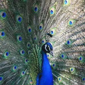 Peacock, Thessalonica, Macedonia, Greece, Europe