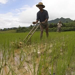 Peasants working in young rice paddies with wooden tools, near village of Mindhaik