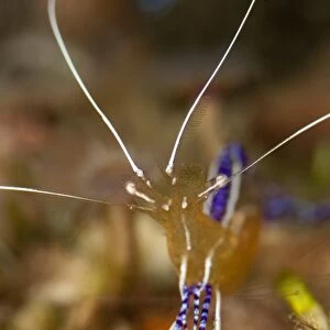 Pederson shrimp (Periclimenes pedersoni), Dominica, West Indies, Caribbean, Central America