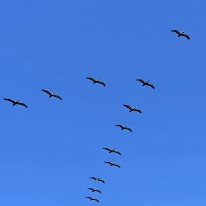 Pelicans in V formation over Playa Guiones beach, Nosara, Nicoya Peninsula, Guanacaste Province, Costa Rica, Central America