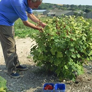 Peter picking currants at a PYO farm in Sussex, England, United Kingdom, Europe