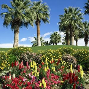 Petunias and antirrhinum flowers with palm trees in the background, at Desert Palm Springs