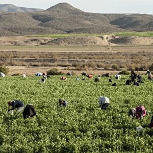 Picking beans, El Rosario, Baja California, Mexico, North America