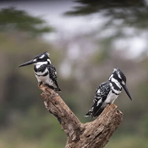 Pied kingfisher (Ceryle rudis) males, Zimanga private game reserve, KwaZulu-Natal