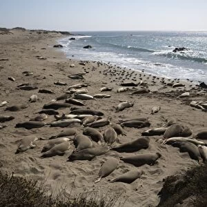 Piedras Blancas Elephant Seal Rookery, San Simeon, San Luis Obispo County, California, United States of America, North America
