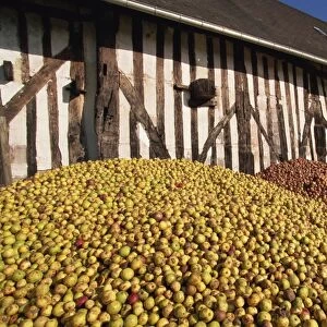 Piles of cider apples used for making calvados, Domaine Coeur de Lion, Normandie