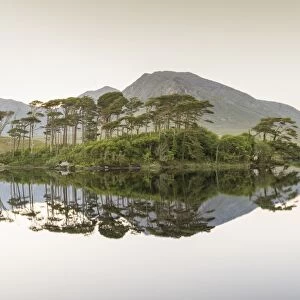 Pine Island on Derryclare Lake, Connemara, County Galway, Connacht province, Republic of Ireland