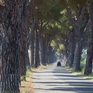 Pine tree lined road with small Piaggio three wheeled van travelling along it, Tuscany, Italy, Europe